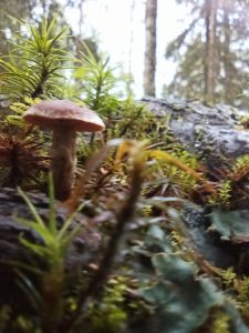 koulu tehtävä ekasta päivästä puhelimella